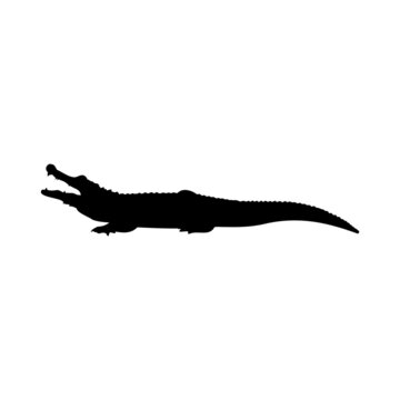 The Best Crocodile Silhouette Images