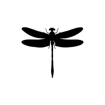 The Best Dragonfly Silhouette Image With White Background