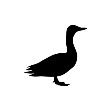 The Best Duck Silhouette Pictures