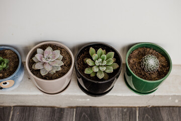 plantas suculentas en macetas de colores, concepto de jardinería, plantas, flores.