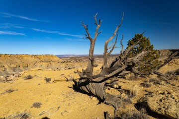 Dead tree on canyon's edge
