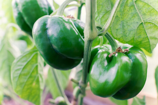 Green bell pepper vegetable grows on branch in farm garden greenhouse