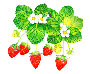 イチゴの果実・花・葉っぱのイラスト　フルーツの手描き水彩イラスト素材