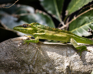 Cuban Night Anole Lizard Invasive Species