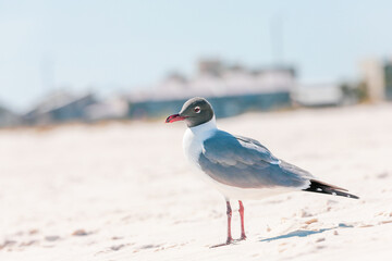 Seagull looking out over the ocean
