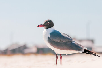 Seagull looking out over the ocean