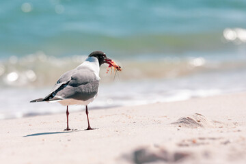 Seagull eating shrimp by the ocean