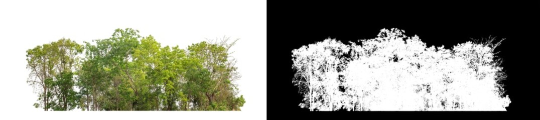 Green Trees isolated on white background.are Forest and foliage in summer for both printing and web pageswith cut path and alpha channel.