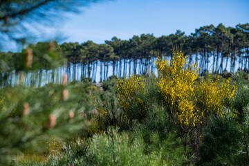 Yellow broom flowers in a pine forest, Forest massif at Carcans Plage, pine forest near Lacanau, on...