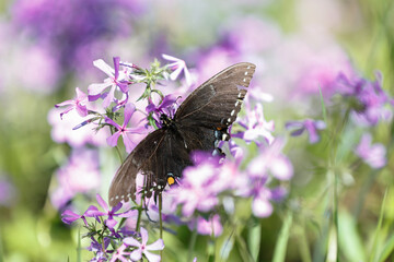 Beautiful butterfly spread out on purple flowers on spring background with nice blur