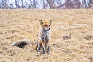 Red fox. A young mammal stands on a field under sunlight.
