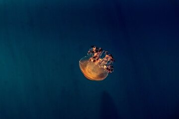 Beautiful, red jellyfish swim alone close-up. Oceanarium, aquarium