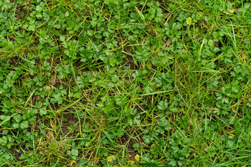 green grass lawn closeup texture 