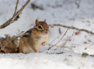 An Eastern Chipmunk (tamias striatis) foraging for food in spring