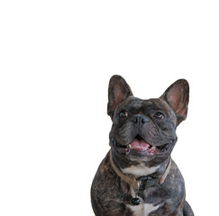 .portrait of french Half stout black bulldog wearing a brown collar. It was smiling happily. Isolated on white background and concept of pets and animals