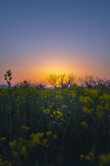 夕日と名の花畑