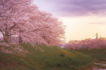 桜と夕焼け