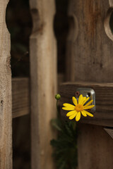 flowers on a wooden background