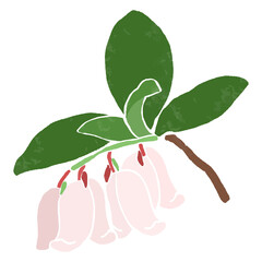 シンプルなコケモモの手描きベクターイラスト