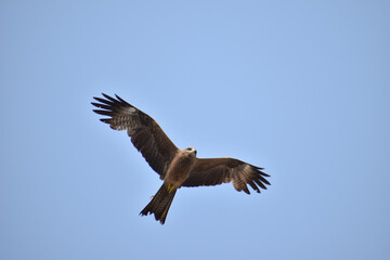 eagle in flight