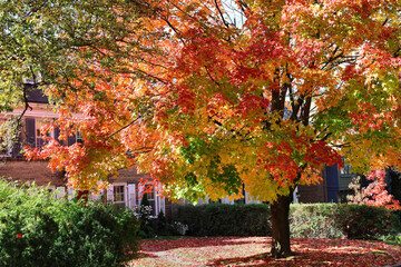 Naklejka premium Maple tree in front yard of house with brilliant fall colors