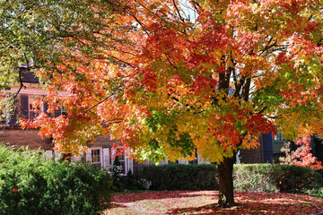 Maple tree in front yard of house with brilliant fall colors