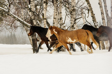 horse in snow