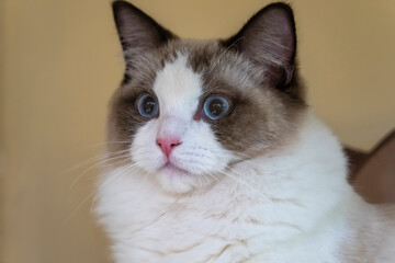 Cute cat relaxing at home