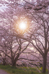 桜と夕日