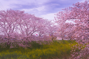 桜と菜の花