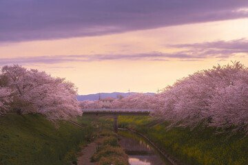 桜のある景色