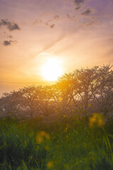 夕焼けと桜