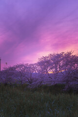 桜と夕焼け