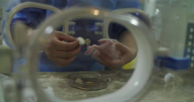 Close up of newborn baby giant panda in the lab at Sichuan China
