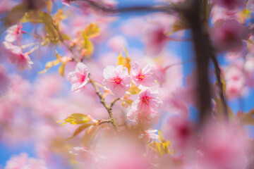 pink cherry blossom