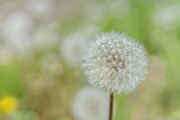 dandelion head
