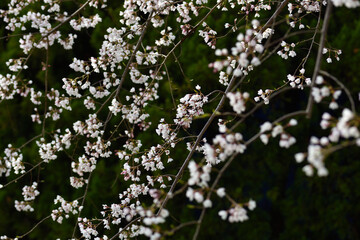 枝垂れ桜