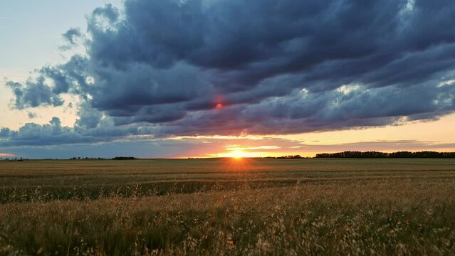 Sunset Timelapse Over The Farmer's Pasture. Agriculture theme

Sunset timelapse over the farmer&rsquo;s pasture in Alberta&rsquo;s Prairies, Canada. Blue sky with moving clouds. Canadian Prairies. Western Canada
