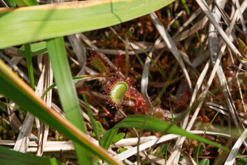 原野の可愛い植物　モウセンゴケ
