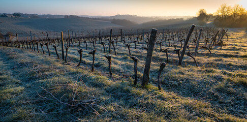 Bordeaux vineyard over frost and smog and freeze in winter, landscape vineyard