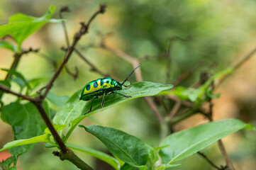 metallic shield bug or jewel bug, chrysocoris stollii, also known as shield-backed bug, feeds on plant sap, taken in shallow depth of filed, macro