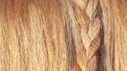Naklejka premium The braid is braided in a red horse's mane on a cow of a lot