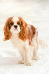 Cavalier King Charles Spaniel