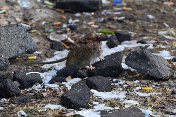 A wild gray rat among the debris and fragments of stones