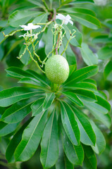Fruit of a Calabash Tree