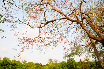 Pink Tabebuia