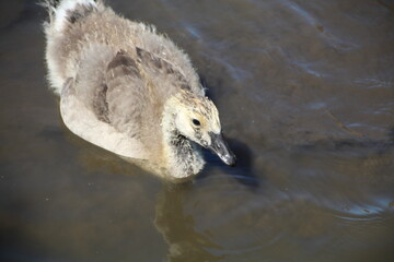 Goose On The Lake