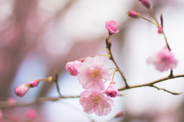 桜　Sakura　Cherry blossoms