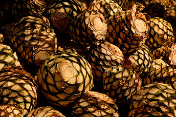 magueys and agave ready for processing