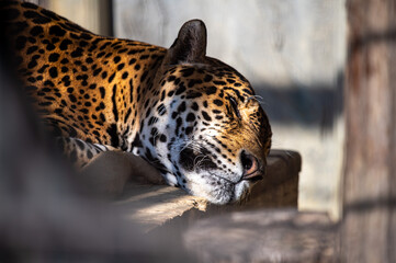 Tiger in zoo